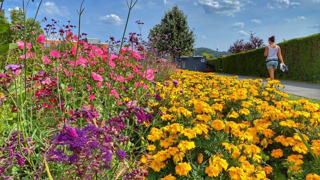 Bunte Blumen Bürgerpark Wernigerode