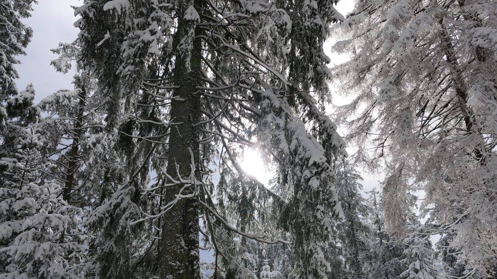 Schwarzwald Winter Schnee