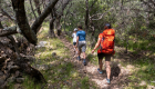 Pinienwald Wandern Korsika