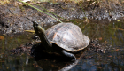 A Cupulatta Wasser Schildkröte