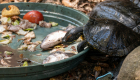 Schildkröte Mittagessen Corse