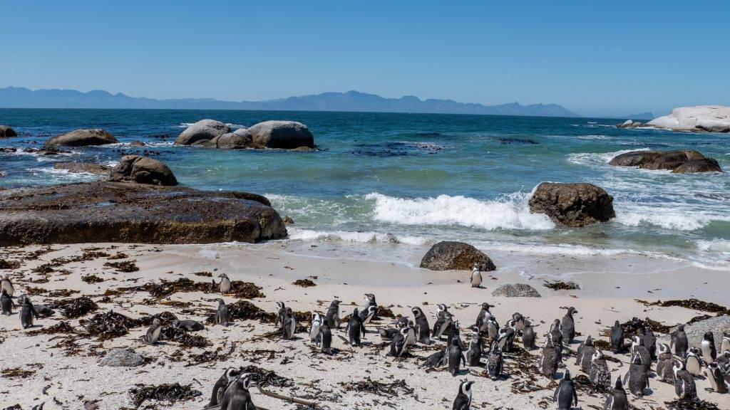 Pinguine Kolonie am Boulders Beach beim Sonnenbaden
