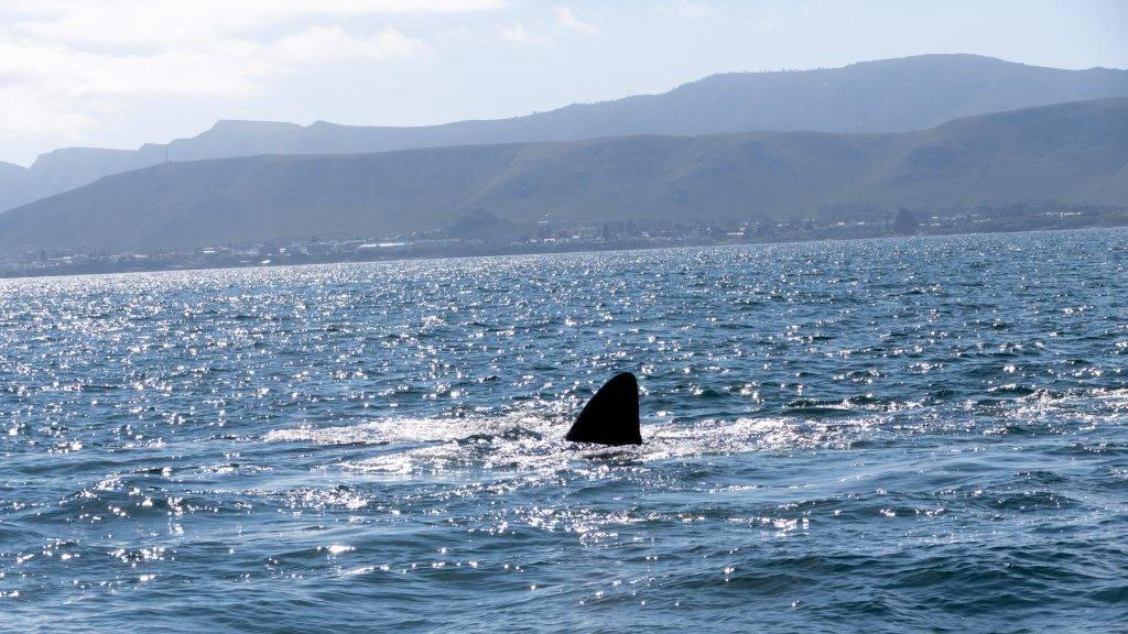 Whale Watching an der Küste von Hermanus